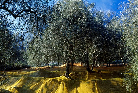 Olive harvest nets under the trees   catch the olives when they fall   Impria Ligria Italy