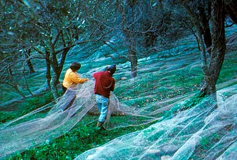 Olive harvest nets under the trees   catch the olives when they fall   Impria Ligria Italy