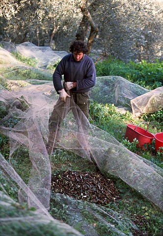 Olive harvest fallen olives in the nets   which are placed under the trees to   catch them     Impria Ligria Italy