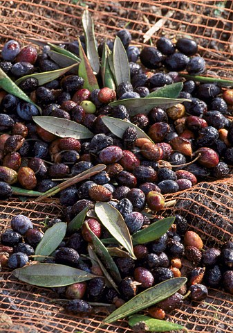 Cephas Picture Library - Asset Details 1149210- Olive harvest: fallen ...