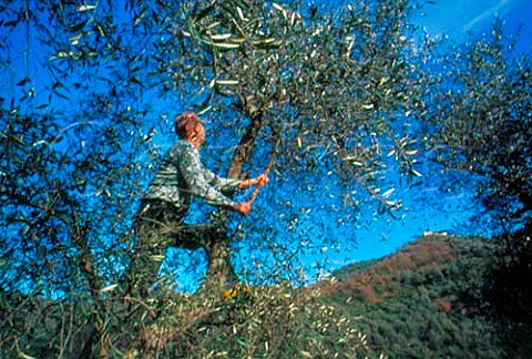 Olive harvest Impria Ligria Italy