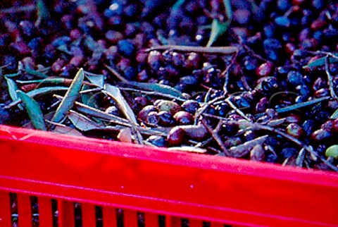 Harvested olives in a crate   Impria Ligria Italy