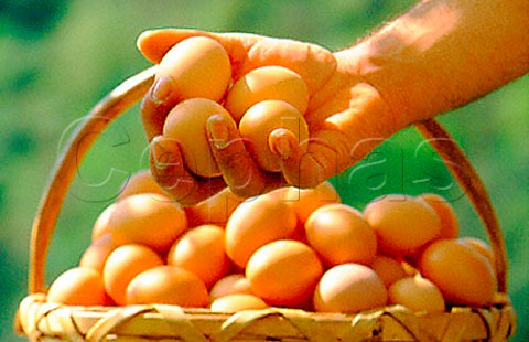 Hand holding eggs taken from basket