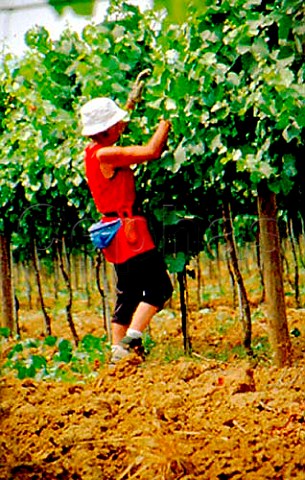 Leaf removal in vineyard of Antinoris    Castello della Sala to increase exposure   to sun and wind    Sala Umbria Italy  Orvieto