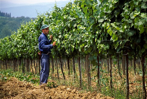 Leaf removal in vineyard of Antinoris    Castello della Sala to increase exposure   to sun and wind    Sala Umbria Italy  Orvieto