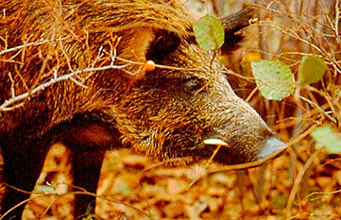 Live wild boar in forest near Nrcia   Umbria Italy