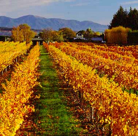 Greenhough vineyard and winery Nelson New Zealand