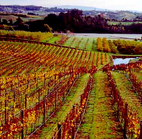 Vineyard of Rimu Grove winery Nelson New Zealand