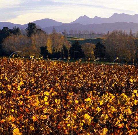 Cephas Picture Library - Asset Details 1149307- Neudorf Vineyard in the