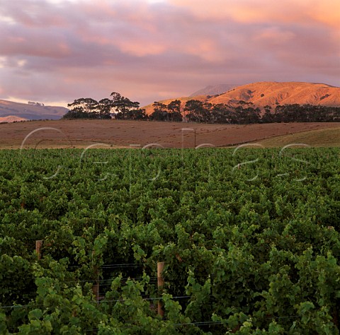 Te Muna Road vineyard of Craggy Range at dawn Martinborough New Zealand   Wairarapa