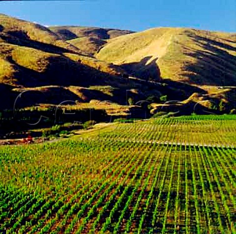Craggy Range vineyard Martinborough   New Zealand   Wairarapa