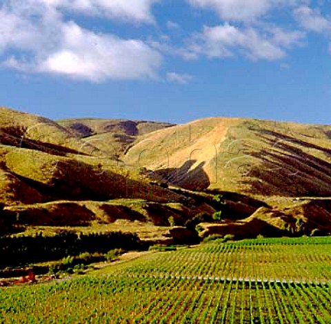 Craggy Range vineyard Martinborough   New Zealand   Wairarapa