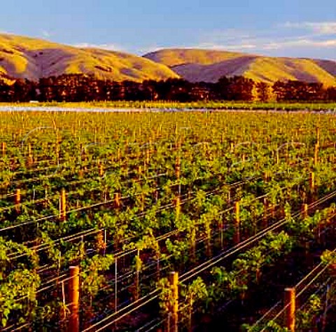 Escarpment Vineyard with the Nga Waka a Kupe Hills   beyond Martinborough New Zealand   Wairarapa