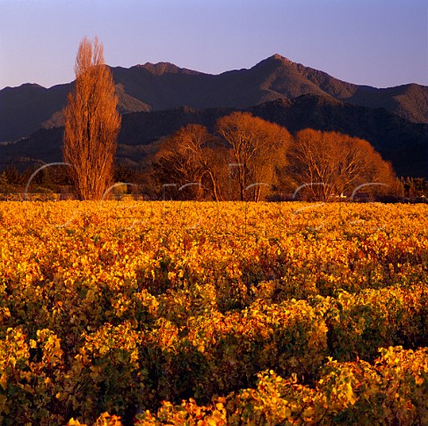 Ashmore Vineyard owned by the Sutherland Family grower for Dog Point Greywacke Cloudy Bay and Nautilus Fairhall Marlborough New Zealand 