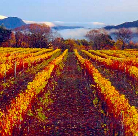 Ashmore Vineyard owned by the Sutherland Family grower for Dog Point Greywacke Cloudy Bay and Nautilus Fairhall Marlborough New Zealand 