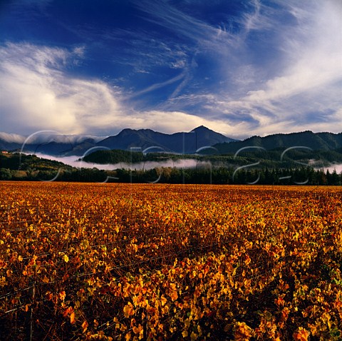 Montana Kaituna Estate vineyard in the autumn with   the Richmond Ranges beyond Marlborough   New Zealand