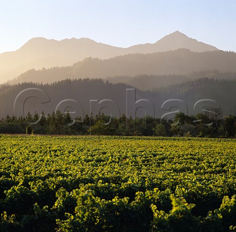 Montana Kaituna Estate vineyard with the   Richmond Ranges beyond Marlborough   New Zealand