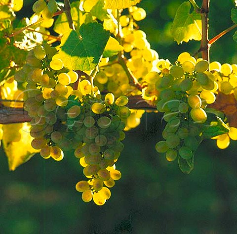 Verdelho grapes    Marlborough New Zealand