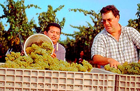 David Harris owner inspecting   harvested Chardonnay grapes at Blackstock   Vineyard near Dahlonega Georgia USA