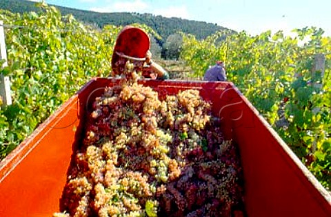 Harvesting Trebbiano grapes in vineyard   of BarberaniVallesanta Baschi Umbria   Italy    Orvieto
