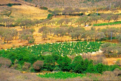 Vineyard in the hills near Olbia    Gallura province Sardinia Italy