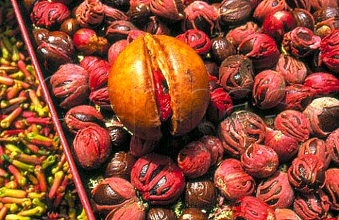 Culinary  medicinal spices    Nutmeg  Mace Myristica Fragrans  Spice Gardens Mahe Seychelles