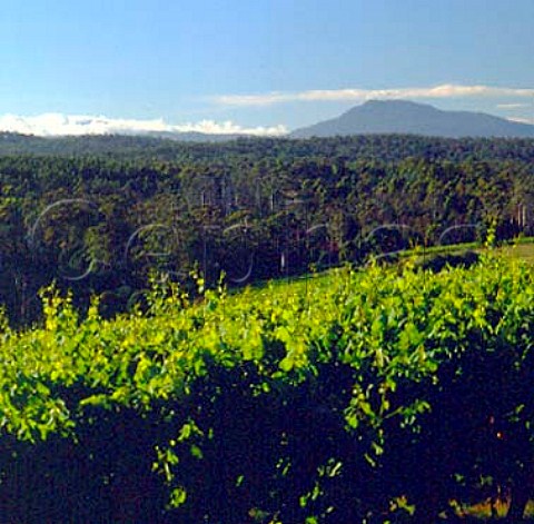 Hills Vineyard of Pipers Brook Vineyard with   Mount Arthur in the distance   Pipers Brook Tasmania Australia  Pipers River