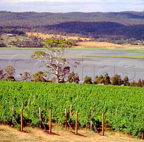 Strathlyn Vineyard of Pipers Brook Vineyards above   the Tamar River Rosevears Tasmania Australia   Tamar Valley