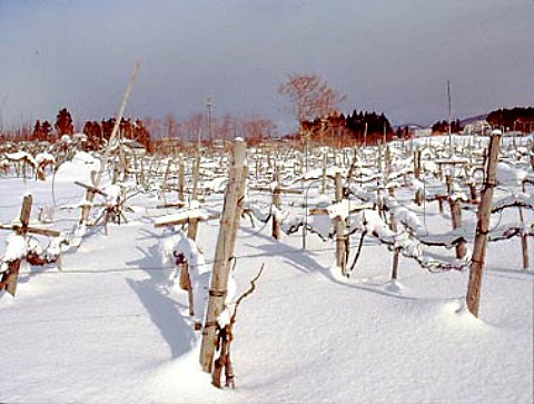 Snow covered vineyard near Aomori   Aomori Prefecture  Northern Japan