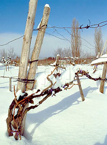 Snow covered vineyard near Aomori   Aomori Prefecture  Northern Japan