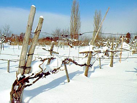 Snow covered vineyard near Aomori   Aomori Prefecture  Northern Japan