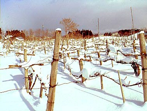 Snow covered vineyard near Aomori   Aomori Prefecture  Northern Japan