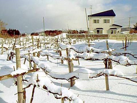 Snow covered vineyard near Aomori   Aomori Prefecture  Northern Japan