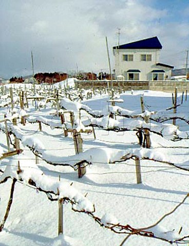 Snow covered vineyard near Aomori   Aomori Prefecture  Northern Japan