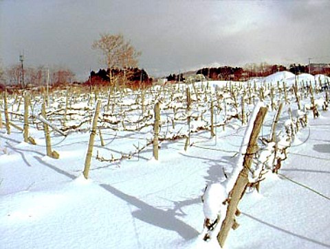 Snow covered vineyard near Aomori   Aomori Prefecture  Northern Japan