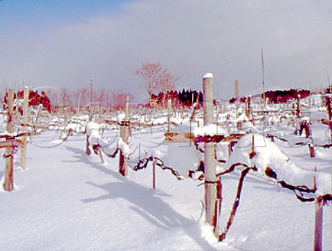 Snow covered vineyard near Aomori   Aomori Prefecture  Northern Japan