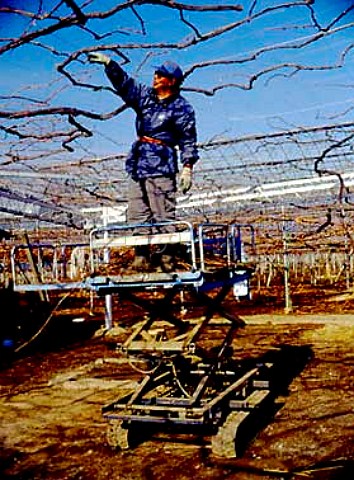 Winter pruning of pergola trained vines outside a   private house in Kofu Yamanashi Japan