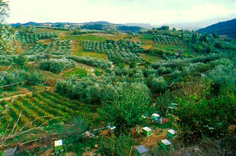 Vineyards olive groves and bee hives   Rethmnon province Crete Greece