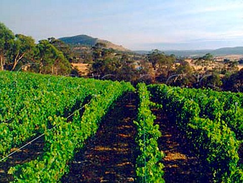 Domaine A  Stoney Vineyard near Campania   Tasmania Australia     Coal River
