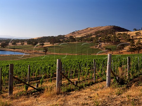 Organic vineyard above irrigation dam on   Frogmore Estate near Richmond Tasmania Australia   Coal River