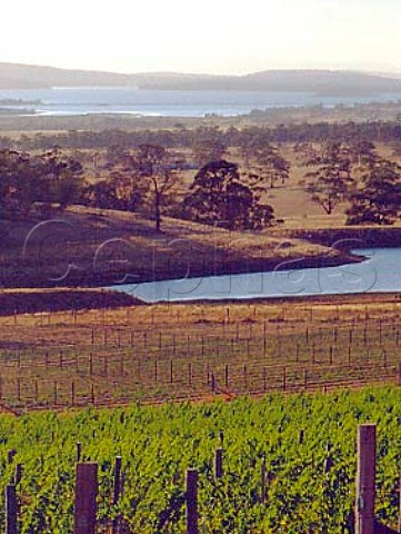 Organic vineyard above irrigation dam on   Frogmore Estate with Pitt Water in the distance   near Richmond Tasmania Australia   Coal River