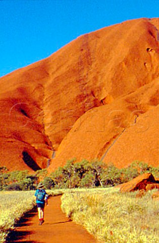 Walker at Uluru Ayers Rock   Uluru  KataTjuta National Park   Northern Territory Australia