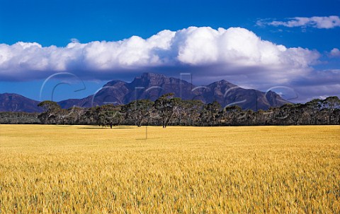 Wheat field at Bluff Knoll   Sterling Range National Park Western Australia