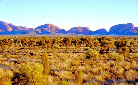 Kata Tjuta The Olgas at sunrise   Uluru  KataTjuta National Park   Northern Territory Australia