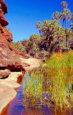 Reeds  Red Cabbage Palms   Finke Gorge National Park   Northern Territory Australia