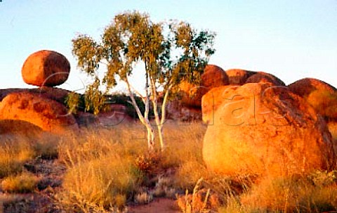 Ghost gum tree among the Devils Marbles at sunset   Northern Territory Australia
