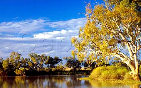 Gum tree at Cullyamurra Waterhole South Australia
