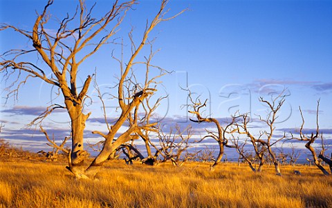 Dead trees on the shore of Lake Cawndilla   Kinchega National Park   New South Wales Australia