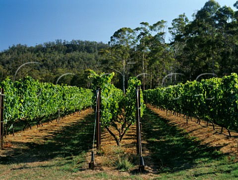 Apsley Gorge Vineyard Bicheno Tasmania Australia East Coast