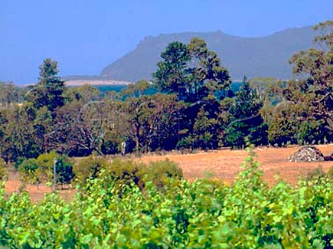 Darlington Vineyard with Maria Island beyond   Orford Tasmania Australia  East Coast